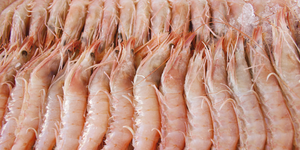 GAMBA 100/120 KOCAMAN 1KG