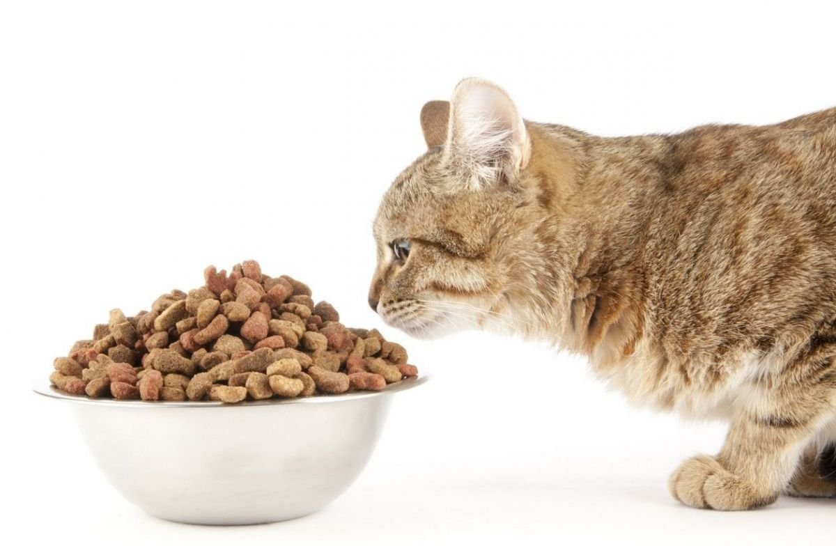 PIENSO GATOS 2KG MIX MASCOTAS